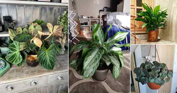 18 melhores plantas para um porão que precisa de pouca luz