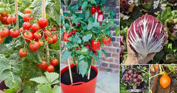 18 Sayuran Merah Terbaik | Sayur -sayuran yang merah