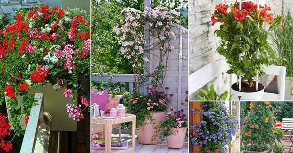 18 meilleures vignes et grimpeurs pour le balcon et le patio