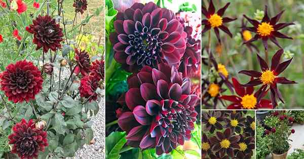 18 Black Dahlia Flower Varieties + como cultivar dahlia negra