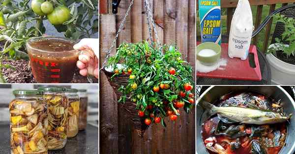 18 dos melhores fertilizantes caseiros para tomates