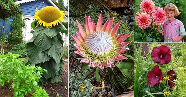 18 plantas que crescem flores grandes e enormes