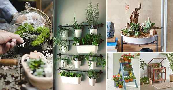 18 Idées de jardin intérieur vraiment amusant