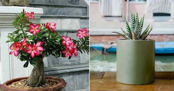 18 Succulents Anda dapat tumbuh dari biji