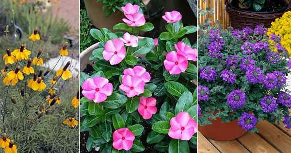 19 mejores flores que prosperan en suelo pobre