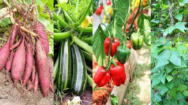 19 mejores verduras tolerantes al calor para el sol completo | Vegetales de estación cálida