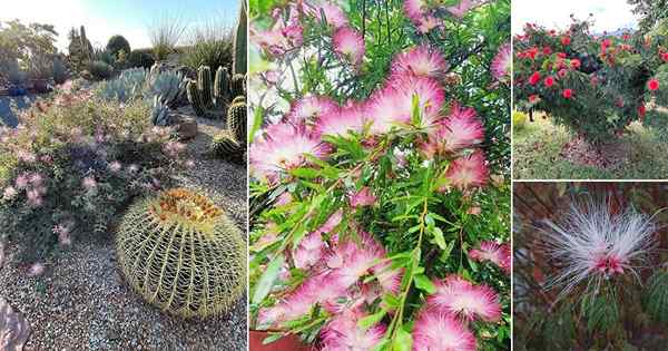 19 meilleurs types d'usine de Calliandra | Meilleures variétés de bouffée en poudre