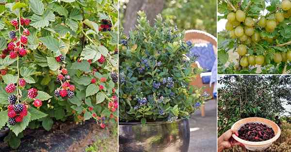 19 meilleurs types de baies sauvages à pousser dans le jardin