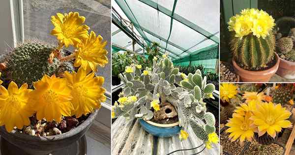 19 meilleurs cactus à fleurs jaunes