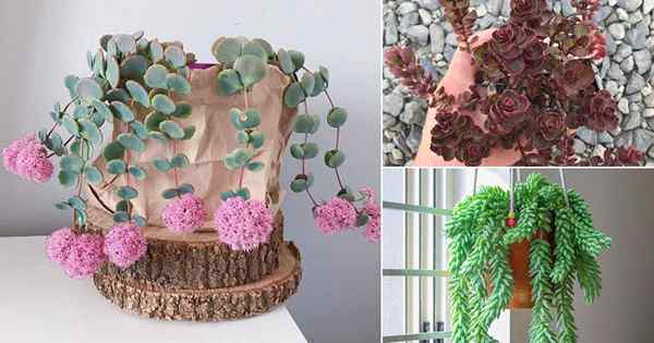 19 Sedum paling popular Anda boleh berkembang sebagai houseplants