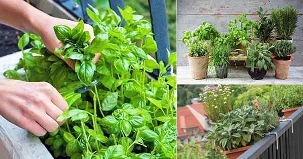 Conseils pratiques de 2 minutes pour démarrer un jardin d'herbes de balcon