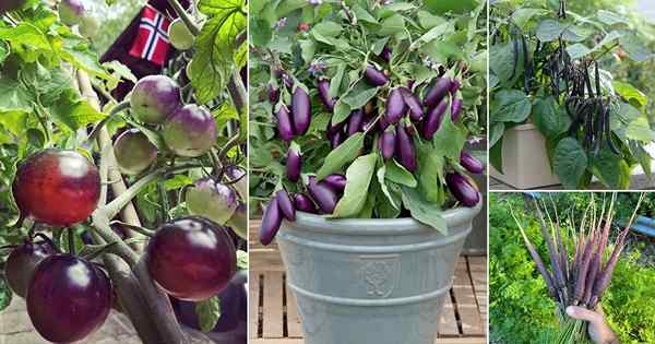 20 najlepszych fioletowych warzyw do uprawy w ogrodzie