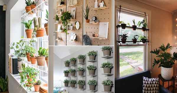 20 étagères de plante intérieure bricolage idées que vous voudriez définitivement!