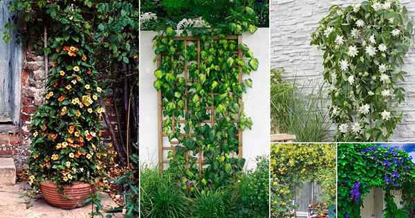 20 vides de rápido crecimiento para cubrir una cerca o pared