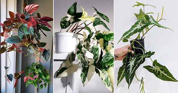 20 Varietas Vine Arrowhead Indoor | Jenis Syngonium Terbaik