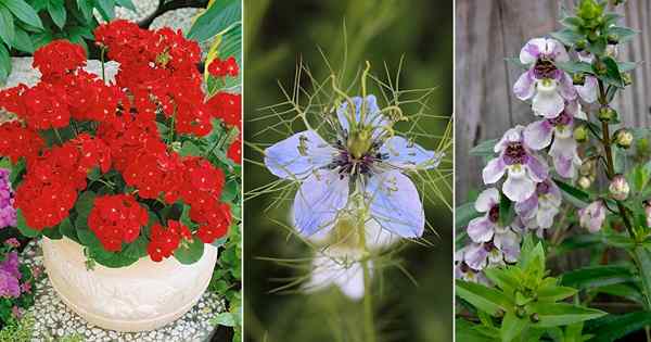 20 schönste Blumen mit 5 Blütenblättern