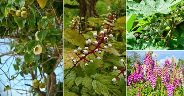 20 plantas más mortales que pueden matar incluso a los humanos