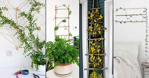 20 idéias elegantes de escada de bricolage e treliça para plantas de casa