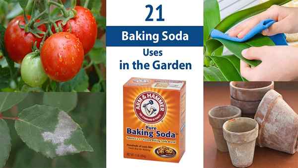 21 Baking Soda Penggunaan di Taman | Soda kue untuk tanaman