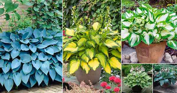 21 Hostas coloridas Você deve plantar em seu jardim