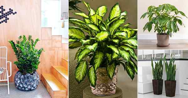 21 Houseplants termudah | Tanaman indoor termudah untuk dirawat