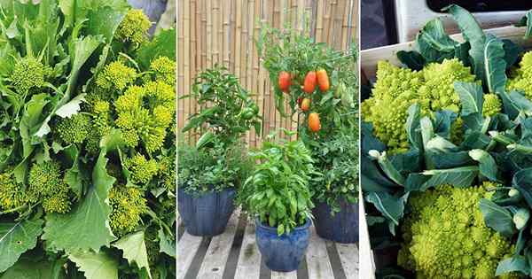 21 herbal & sayuran untuk tumbuh untuk taman Italia yang dapat dimakan