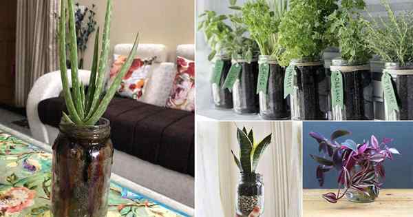 21 plantas de interior puedes cultivar en frascos y botellas