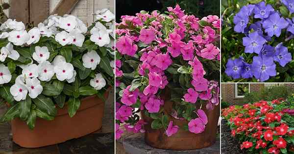 22 meilleurs types de vincas | Variétés de Madagascar Periwinkle