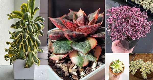 22 Succulents Variegated Terbaik | Succulents berwarna -warni