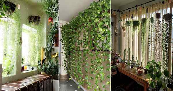 22 plantas verdes como ideas de cortina | Plantas vivas como cortinas