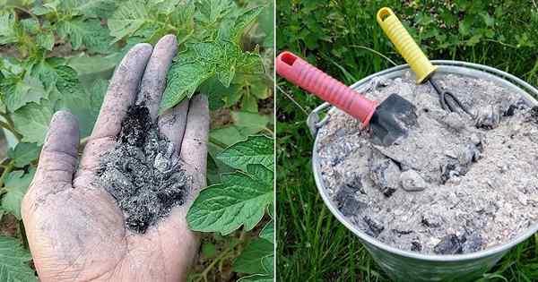 22 usos útiles de cenizas de madera en el jardín