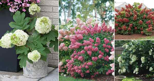 22 Impresionantes variedades de hortensias de oakleaf