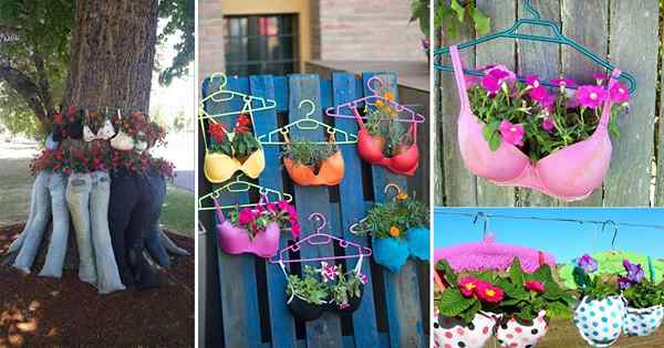 22 Idées uniques du jardin de soutien-gorge | Porte-plante de soutien-gorge bricolage