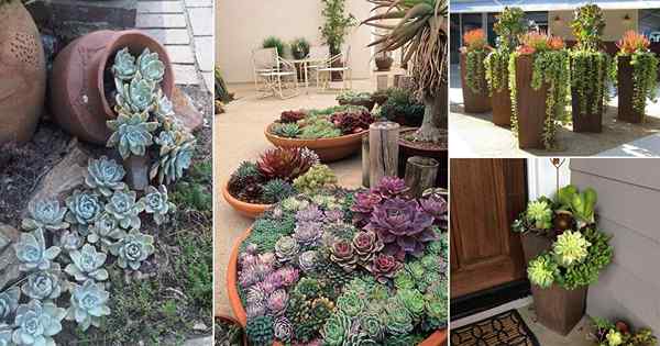 23 Idées impressionnantes de jardin de porche succulent pour stimuler l'attrait du trottoir