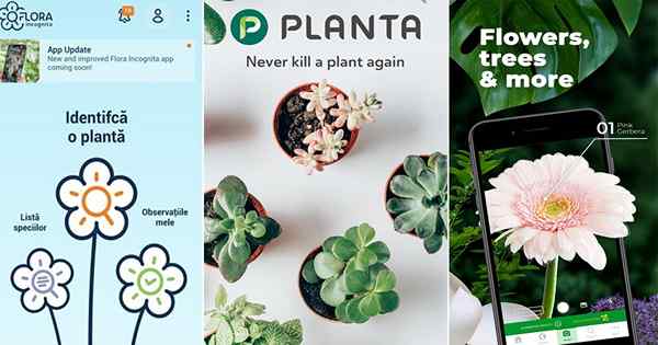 23 meilleures applications d'identification des plantes pour 2023