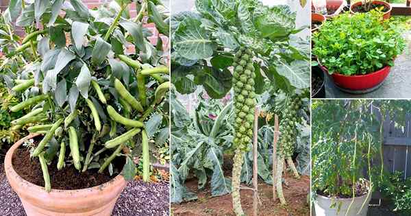 24 meilleurs légumes riches en protéines | Légumes riches en protéines