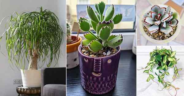 24 Succulents indoor terbaik untuk tumbuh di rumah