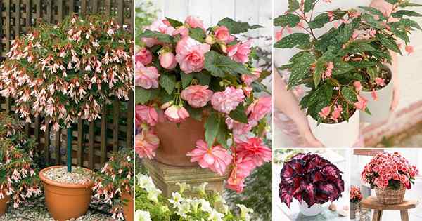 24 mejores variedades de begonia rosa | Hermosos tipos de begonia