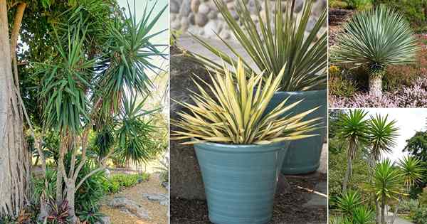 24 types différents de variétés végétales de yucca