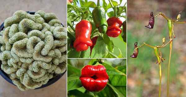 24 plantes drôles qui ont l'air si bizarres