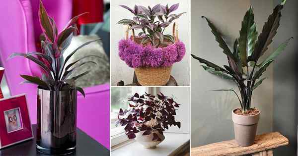 24 hermosas plantas de interior de color púrpura