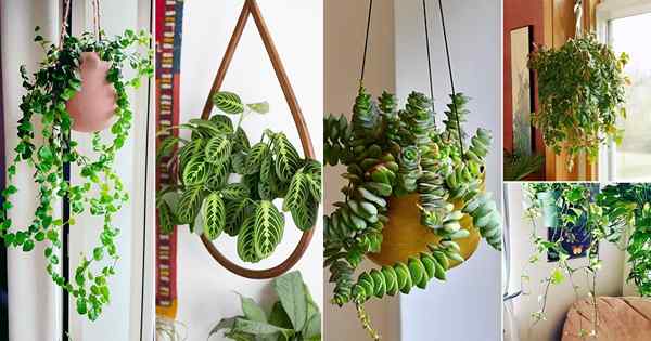 24 plantes de panier de suspension, vous pouvez pousser à partir de boutures