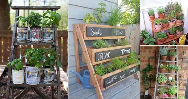 24 ideas de jardín de hierbas de escalera