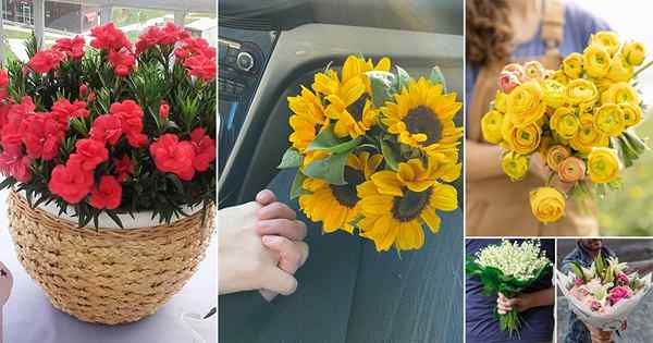 24 flores impressionantes para o primeiro encontro