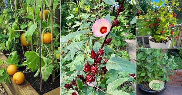 25 meilleures vignes comestibles pour se développer dans les conteneurs et les jardins