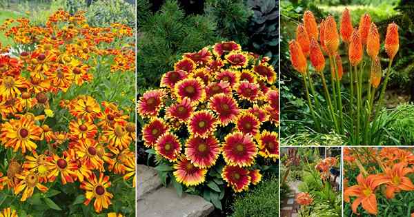 25 Beste Stauden mit orangefarbenen Blumen