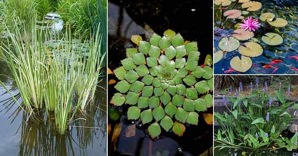 25 melhores plantas para um lago Koi que você deve crescer