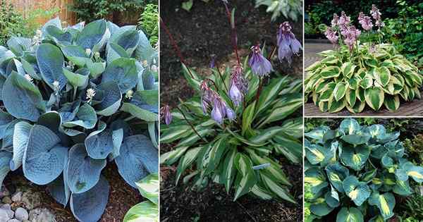 25 Hostas Ungu Terbaik | Hostas dengan bunga dan daun ungu