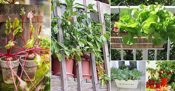 25 verduras fáciles de contenedores para balcón y jardín de la azotea | Jardinería de hegses de contenedor