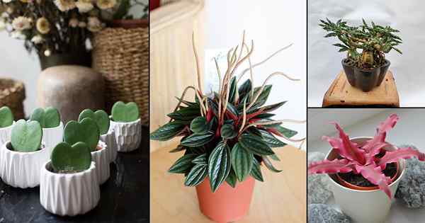 26 Mini plantas internas adoráveis ​​| Melhores pequenas plantas domésticas